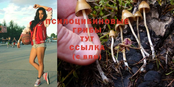 крисы Абаза